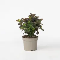 Plant in a Box - Hortensie - Hydrangea paniculata