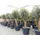 grünwaren Olivenbaum Bonsai 160 cm Olive beste Qualität, Stammumfang 30 - 40 cm, winterhart, Olea Europaea