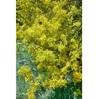 Pflanzen Für Dich Galium verum, Echtes Labkraut, ca. 9x9