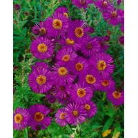 Pflanzen Für Dich Aster novae-angliae 'Andenken an P.Gerber' ca.