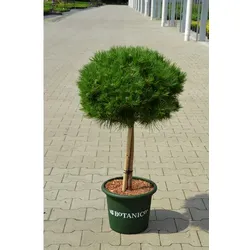 Botanico Nadelgehölz »Bambino«, Stammhöhe ca. 40 cm, Gesamthöhe ca. 80-90 cm