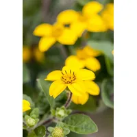 Pflanzen Für Dich Chrysogonum virginianum 'Andre Viette' Goldstern, ca.