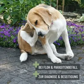 reavet Flohkamm für Hunde & Katzen 1 Stück