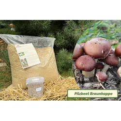 Braunkappen-Bio-Pilzbeet