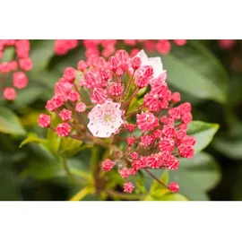 Pflanzen Für Dich Kalmia Latifolia Peppermint Berglorbeer Rosa-Weiß 20–30 cm