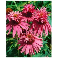 Pflanzen Für Dich Echinacea purpurea 'Doppeldecker', Sonnenhut, rosa, ca.