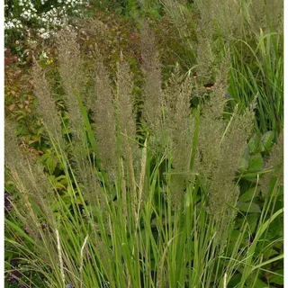 die nr-01.de Berg Reitgras - Calamagrostis varia