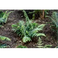 Pflanzen Für Dich Dryopteris Affinis Crispa Goldschuppenfarn 2 Liter