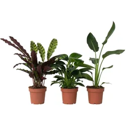 Plant in a Box Calathea, Philodendron, Strelitzia - Tropischen Zimmerpflanzen 3er Set Höhe 25-40cm