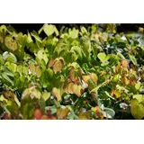 PlantaPro Epimedium Amber Queen Staude 9 x 9 cm