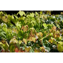 PlantaPro Epimedium Amber Queen Staude 9 x 9 cm