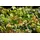 PlantaPro Epimedium Amber Queen Staude 9 x 9 cm