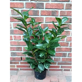 pflanzen-boering Prunus Novita Höhe: 60-80 cm
