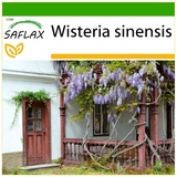 Saflax - Blauregen - 4 Samen - Mit keimfreiem Anzuchtsubstrat - Wisteria sinensis