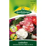 Quedlinburger Landnelke ''Grenadin Mischung''