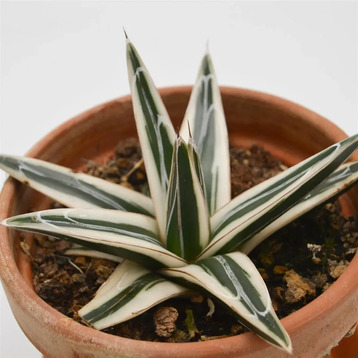 Agave victoriae-reginae White Rhino - 13cm im Tontopf