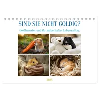 Calvendo Sind sie nicht goldig? (Tischkalender 2026 DIN A5
