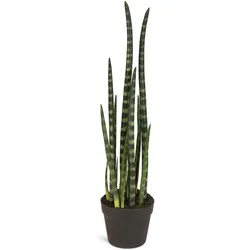 Sansevieria cylindrica - Zylindrischer Bogenhanf Kunstpflanze
