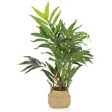 bümö Bümö, Kunstpflanzen, Kunstpflanze Bergpalme (Bambuspalme) (65 cm)