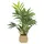 bümö Bümö, Kunstpflanzen, Kunstpflanze Bergpalme (Bambuspalme) (65 cm)