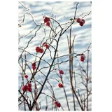 Pflanzen Für Dich Rosa canina, Hundsrose, 40–60 cm, robuste Wildrose