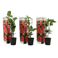 Plant in a Box - Japanische Rose - 3