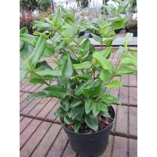 Japanischer Liguster Texanum - Ligustrum japonicum Texanum - 30-40cm