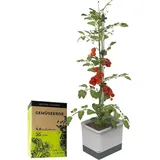 Gusta Garden Tom Tomato Pflanzentopf mit Rankhilfe 20 l