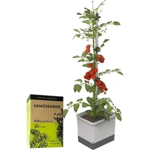 Gusta Garden Tom Tomato Pflanzentopf mit Rankhilfe 20 l