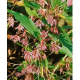 PlantaPro Tricyrtis hirta 'Miyazaki' 9x9 cm Topf – Winterhart, Mehrjährig, Pflegeleicht – Krötenlilie – Staude für Schattenbeet & Gehölzrand