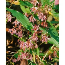 pflanzen-für-dich.de Pflanzen für Dich Staude Tricyrtis hirta Miyazaki, 1 St., Japanische Krötenlilie, Krötenlilie lila