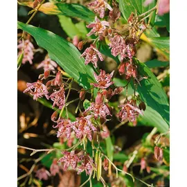pflanzen-für-dich.de Pflanzen für Dich Staude Tricyrtis hirta Miyazaki, 1 St., Japanische Krötenlilie, Krötenlilie lila