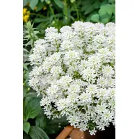 Pflanzen Für Dich Iberis sempervirens 'Weißer Zwerg', Schleifenblume, weiß,