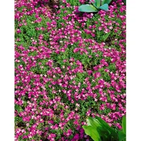 Pflanzen Für Dich Aubrieta x cult. Rosenteppich Blaukissen, rosa,