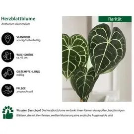 Dehner Herzblattblume, Anthurium clarinervium, Dunkelgrün, Weiß