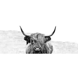 Glasbild HIGHLAND CATTLE - bunt - BHT 80x30x1.30 cm