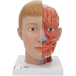 Lebensgroßes Kopfmodell mit Gehirn & Hals, 4-teilig - 3B Smart Anatomy