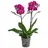 Dehner Schmetterlingsorchidee Ø Phalaenopsis cultivars, Asian Violin, Pink, Zartrosa