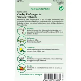 Samen Pfann Einlegegurke, Diamant F1 | Einlegegurkensamen von Samen Pfann