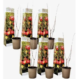 Plant in a Box - Granatapfelbaum - 6 Stk - Punica granatum - Höhe 25-40cm - Topf 9cm