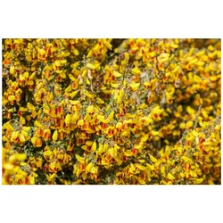 Cytisus scoparius 'Queen Mary', Besenginster, gelb, 60–80 cm
