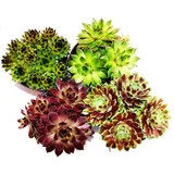 Exotenherz Hauswurz Set Aus 4 Verschiedenen Sempervivum-Sorten