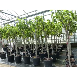grünwaren Feigenbaum 150-180 cm Obstbaum winterhart kräftiger Stamm, Ficus Carica, Feige, Obst