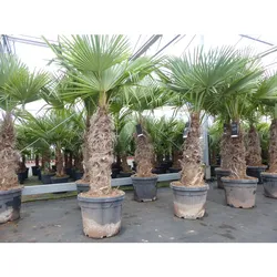 2 Stück im Palmenset Trachycarpus fortunei dicke Stämme 200 cm Hanfpalme, winterharte Palme bis -18°C