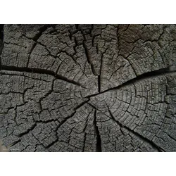 Tischsets I Platzsets abwaschbar - Baumstumpf Holztextur - aus erstklassigem Vinyl (Kunststoff – BPA-frei) - 4 Stück – 44x32 cm – rutschfest
