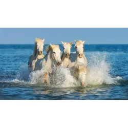 Fototapete PAPERMOON "PFERDE-CAMARGUE GALLOP STRAND MEER TIERE KÜSTE PROVENCE", bunt, B:3,50m L:2,60m, Vlies, Tapeten
