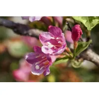Pflanzen Für Dich Weigela florida Variegata Weigelie Buntlaubig 40–60