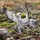 Schleich Wizarding World Seidenschnabel 13988