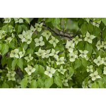 Pflanzen Für Dich Cornus kousa chinensis 'China Girl', Chinesischer Blumen-Hartriegel, 40–60 cm
