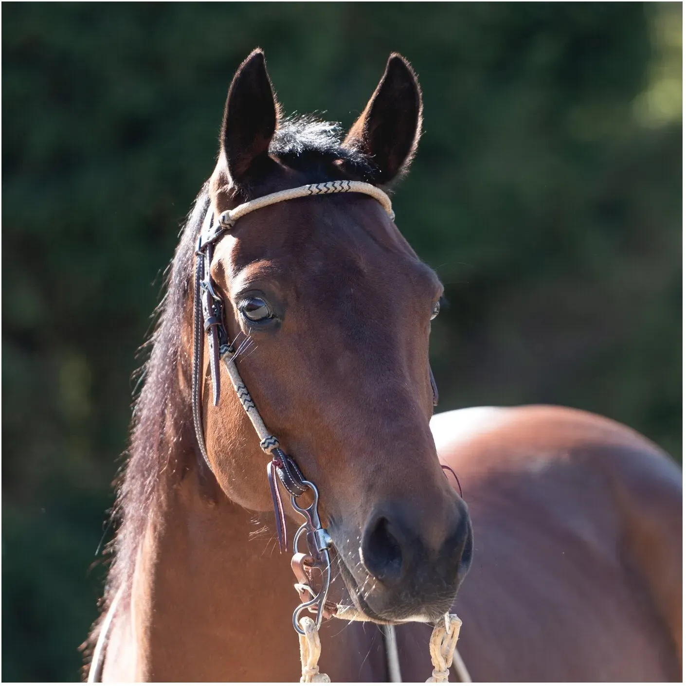 Passion 4Q Westerntrense dark brown Pony